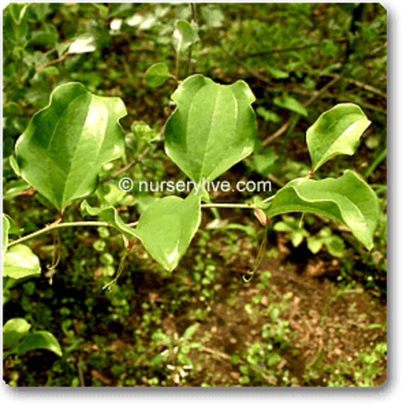 Bamboo Greenbrier, Smilax Pseudo – Plant