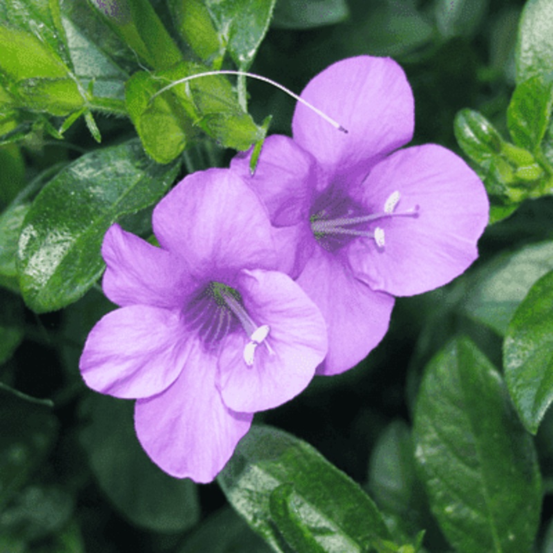 Barleria (Purple) – Plant