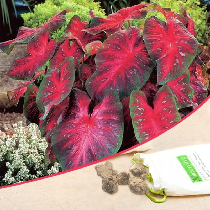 Caladium (Red, Wine Color, Green) – Bulbs (set of 5)