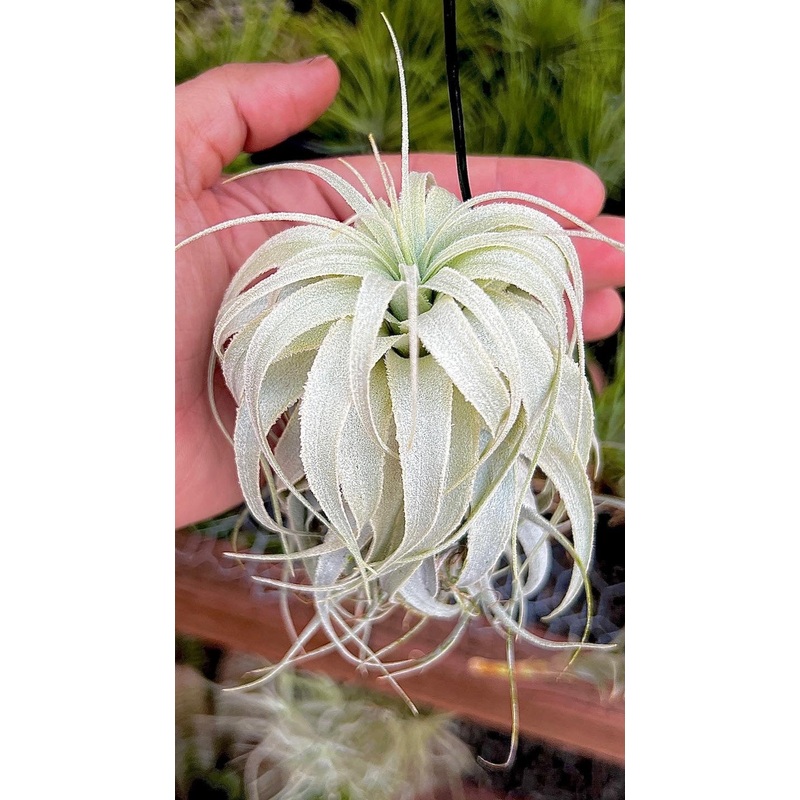 Chapuensis var Turriformis <br> RARE