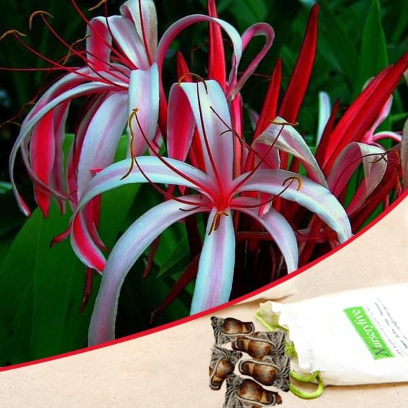 Crinum Lily (Red) – Bulbs (set of 5)