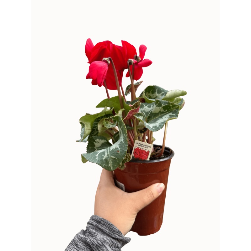 Cyclamen Red|4″ Pot