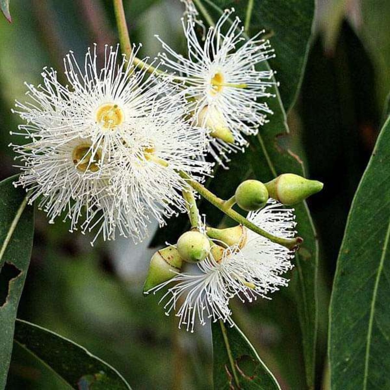 Eucalyptus Grandis, Rose Gum – 0.5 kg Seeds