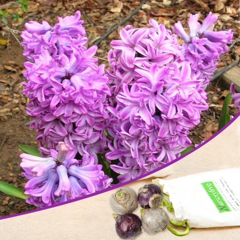 Hyacinth Anna Liza (Purple) – Bulbs (set of 5)
