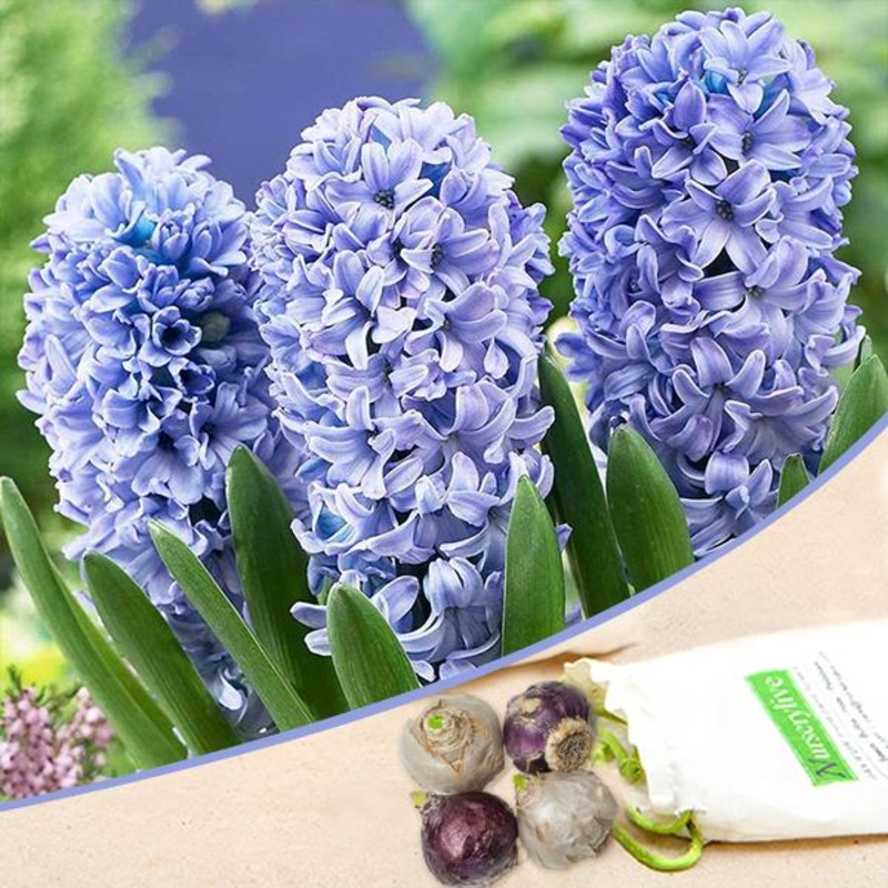 Hyacinth (Blue) – Bulbs (set of 5)