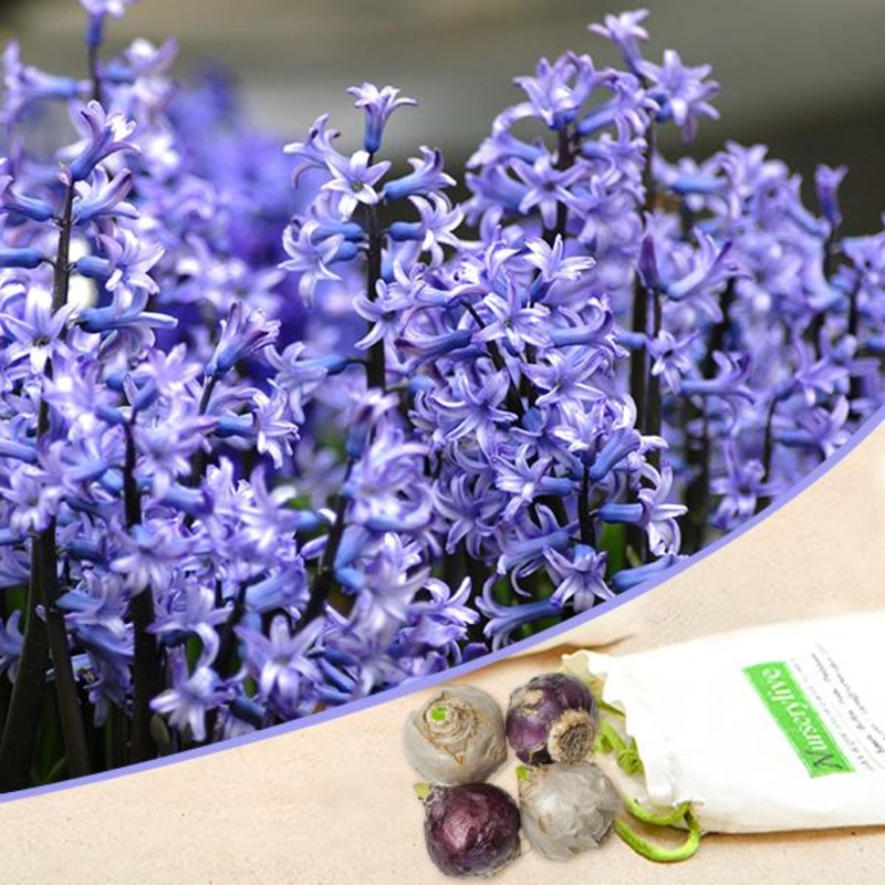 Hyacinth (Blue Multiflora) – Bulbs (set of 5)