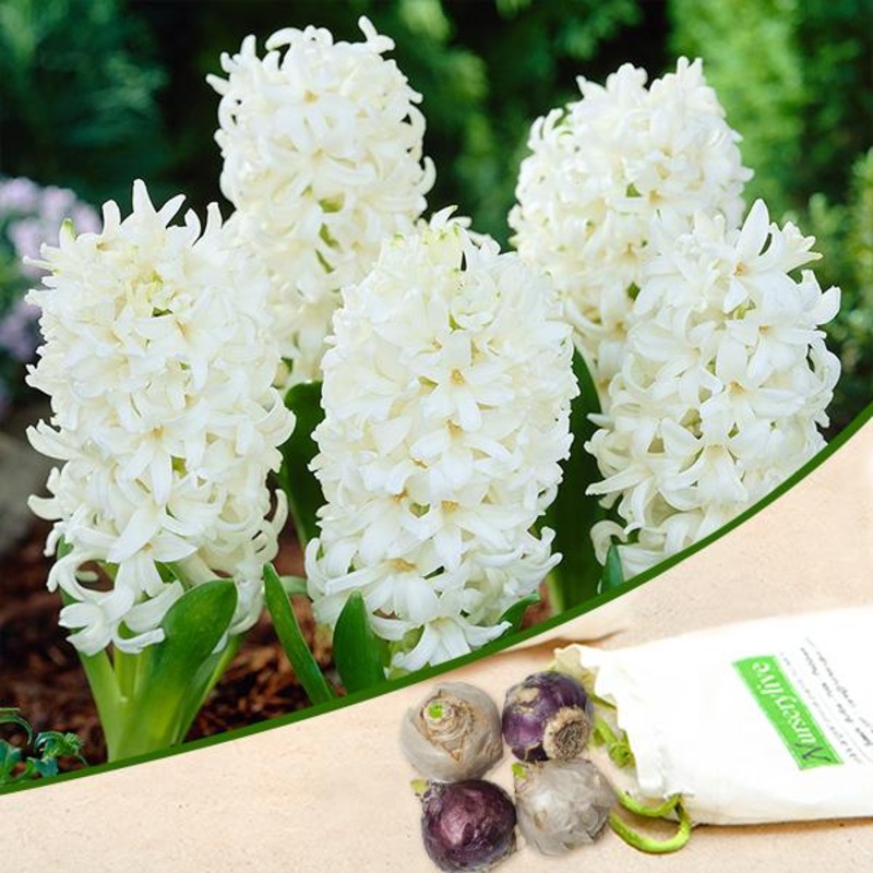Hyacinth Carnegie (White) – Bulbs (set of 5)