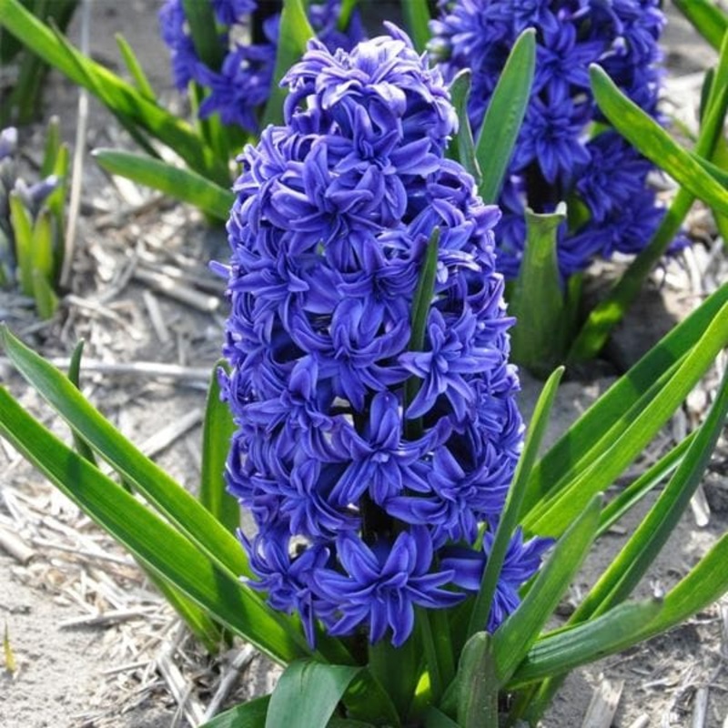 Hyacinth Crystal Palace Double (Blue) – Bulbs (set of 5)