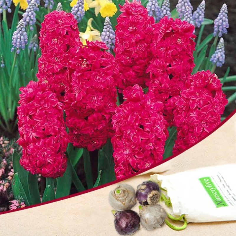 Hyacinth Hollyhock Double (Pink) – Bulbs (set of 5)