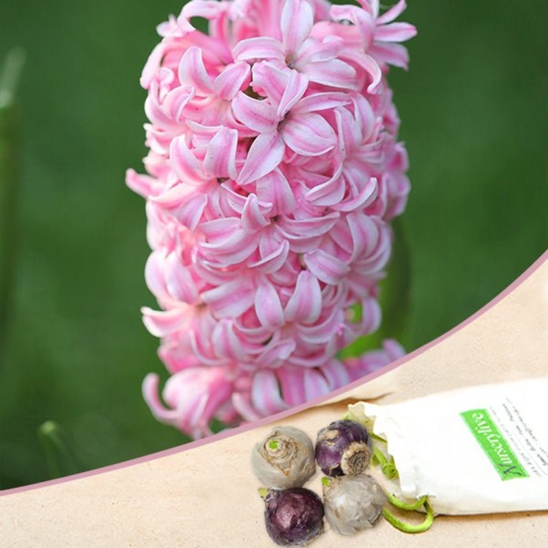 Hyacinth Lady Derby (Baby Pink) – Bulbs (set of 5)