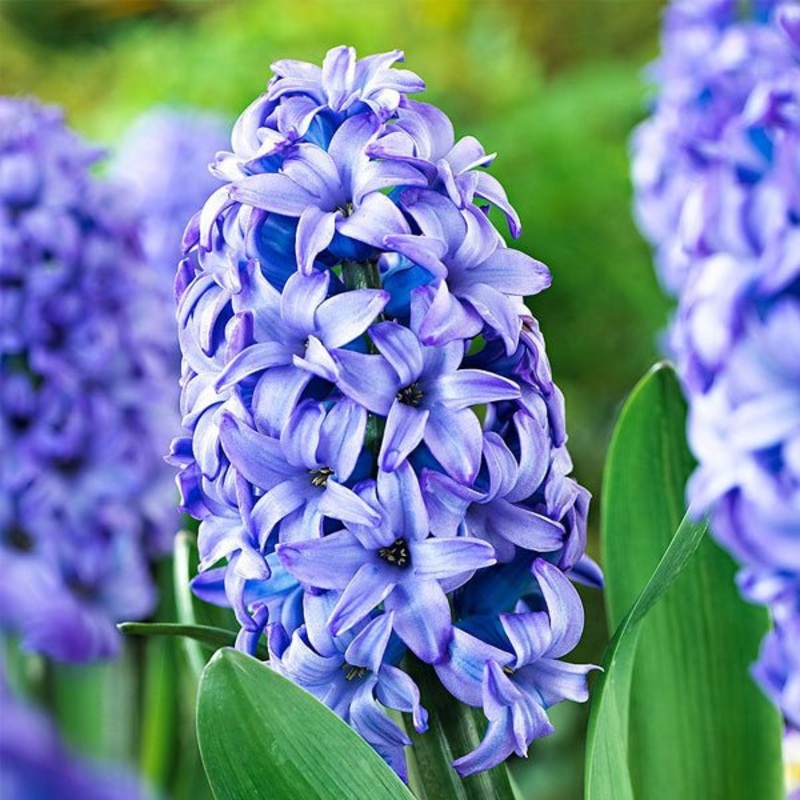 Hyacinth Minos (Purple) – Bulbs (set of 5)