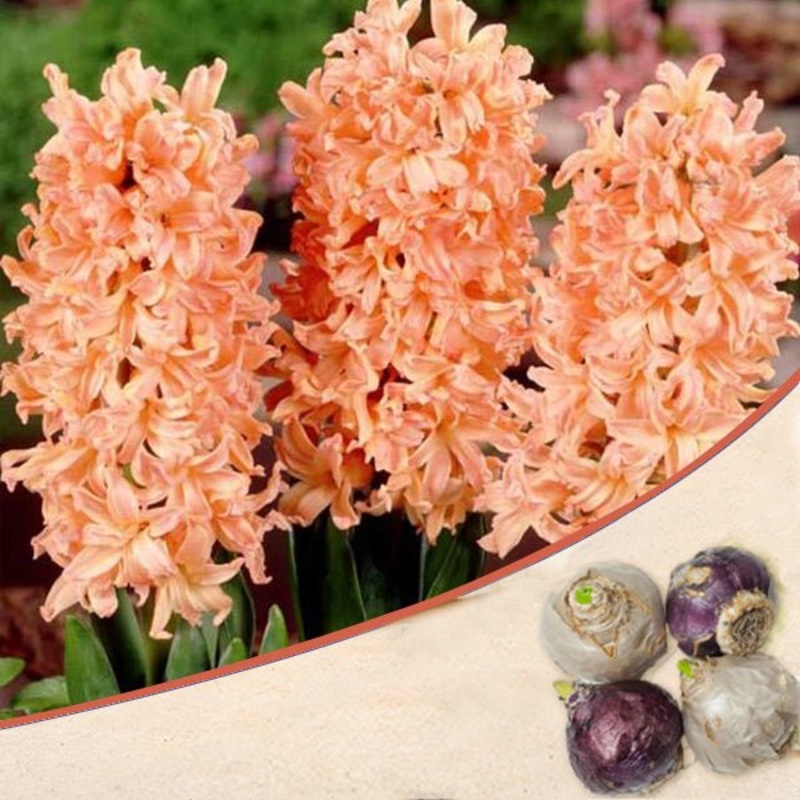 Hyacinth Odysseus (Orange) – Bulbs