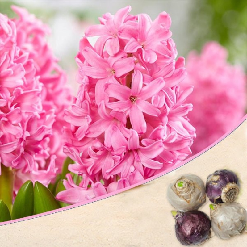 Hyacinth (Pink) – Bulbs (set of 5)
