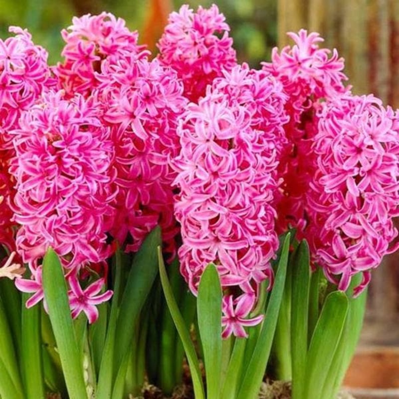 Hyacinth (Pink Pearl) – Bulbs|Set of 3|Set of 5