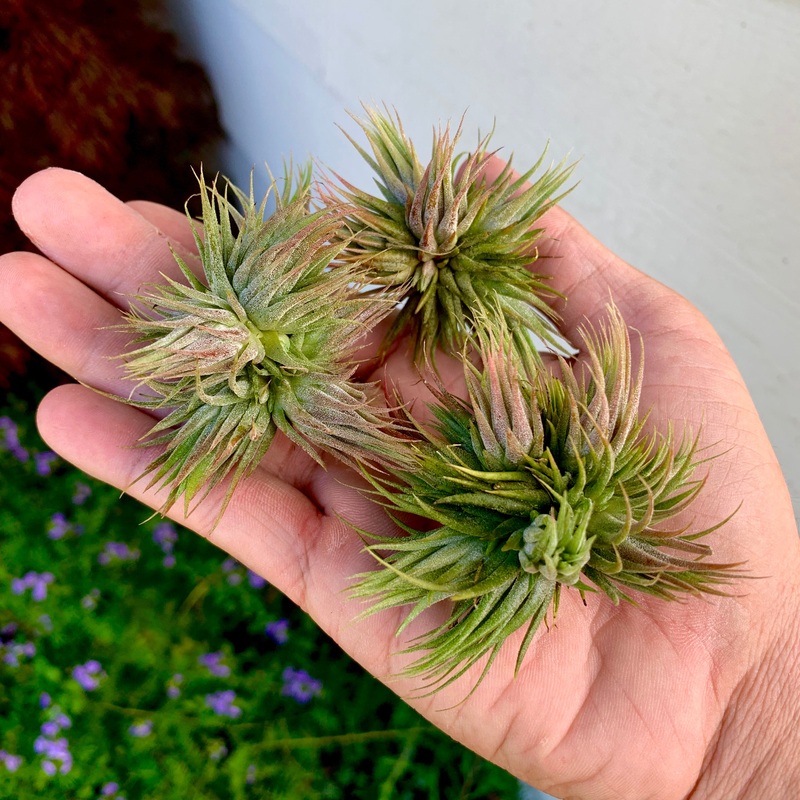Ionantha Peanut Clump