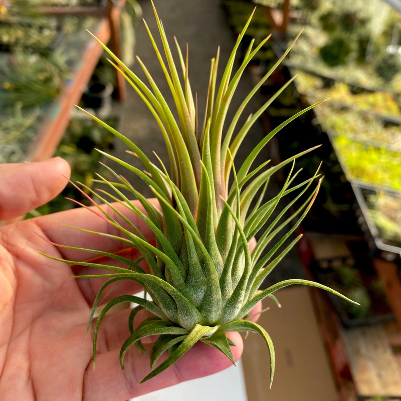 Ionantha Rosita Giant Clone