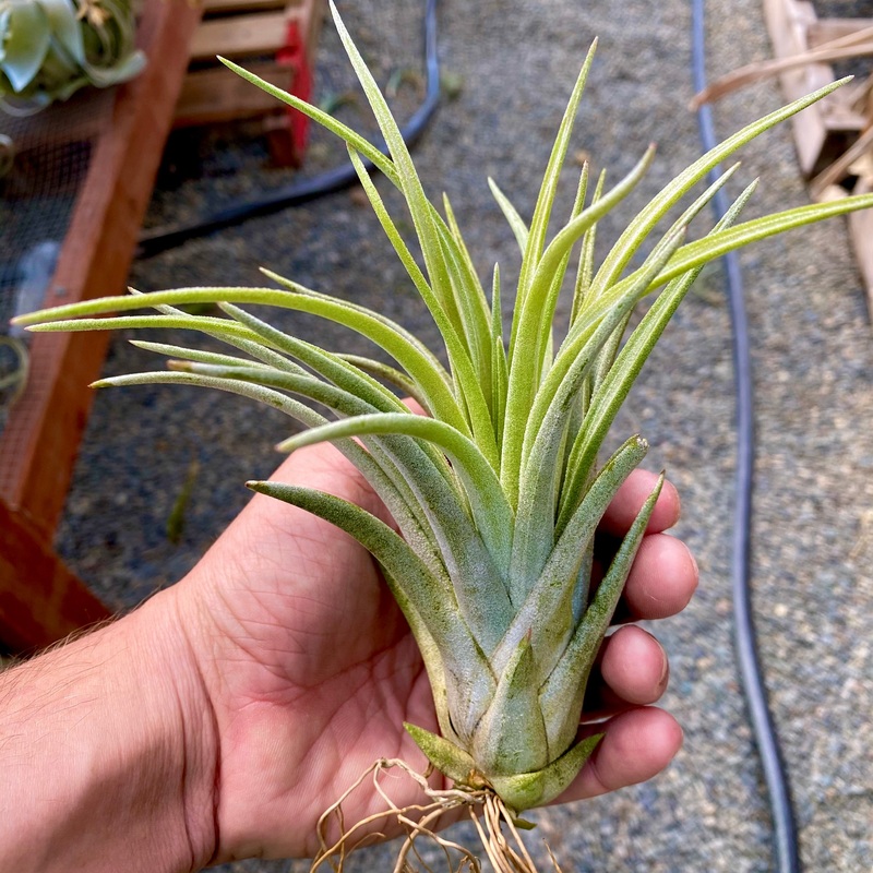 Ionantha x Exserta