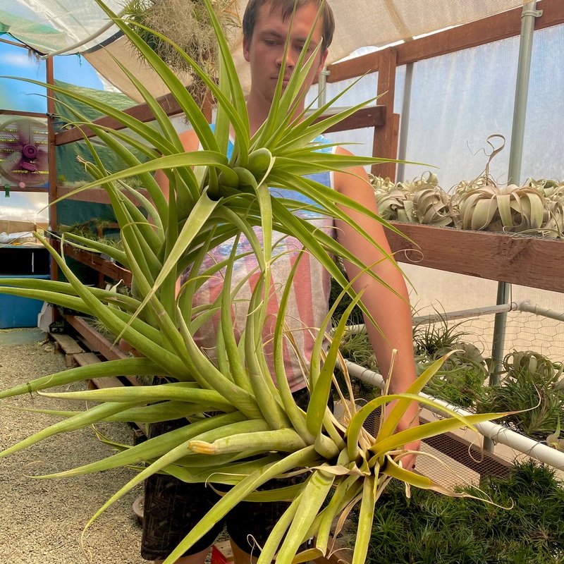 Latifolia Anaconda XXL