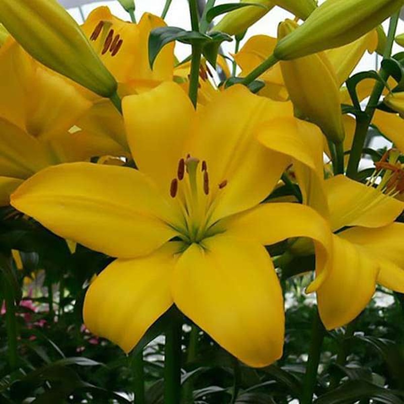 Lilium LA Hybrid Calais (Light Yellow) Bulbs (Set of 5)