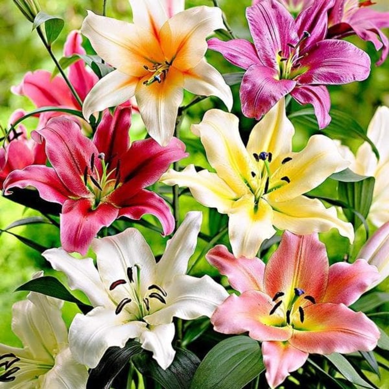 Lilium (Mix Color) – Bulbs (set of 5)