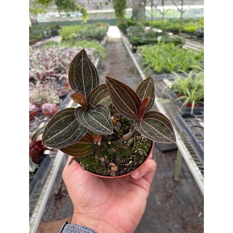 Ludisia Discolor|4″ Pot
