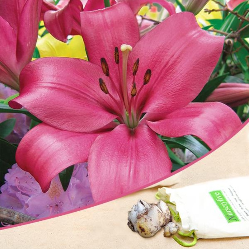 Monado Asiatic Lily (Dark Pink) – Bulbs (set of 5)