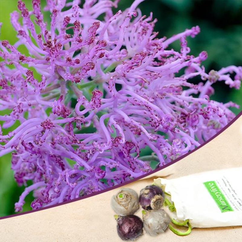 Muscari Comosum pulmosum (Purple) – Bulbs (set of 5)
