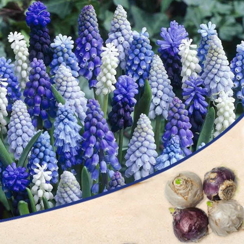 Muscari, Grape Hyacinth (Random Color) – Bulbs