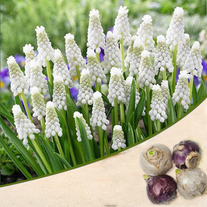 Muscari, Grape Hyacinth Siberian Tiger (White) – Bulbs