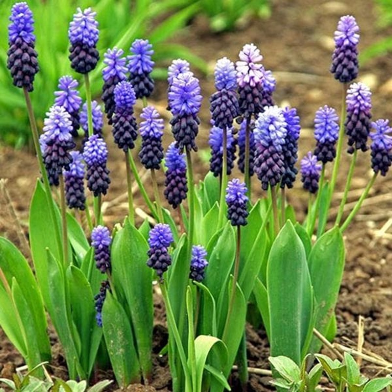 Muscari Latifolium (Blue) – Bulbs (set of 5)