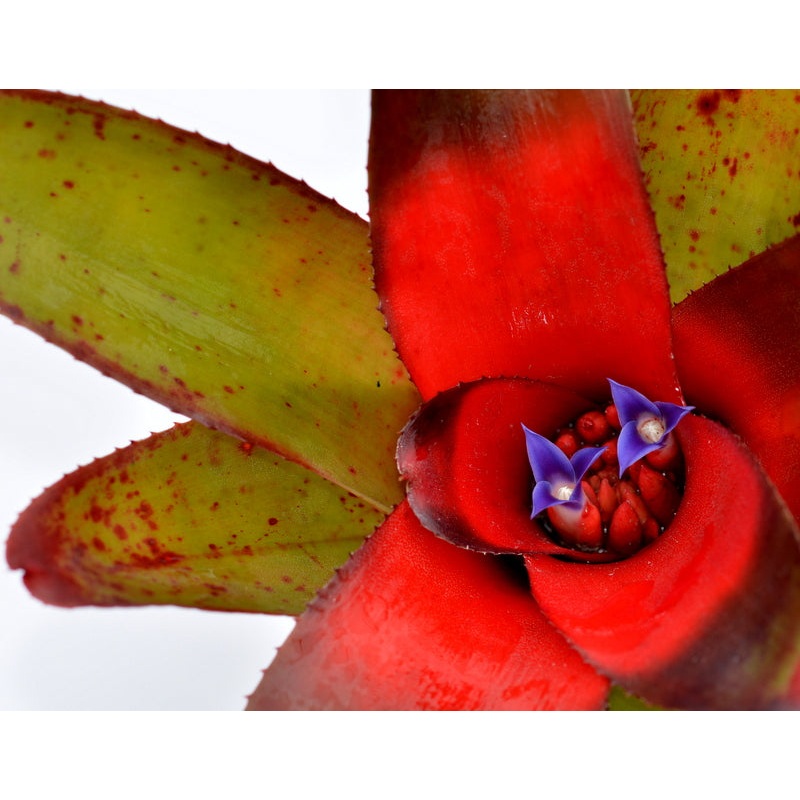 Neoregelia ampullacea x fluminensis
