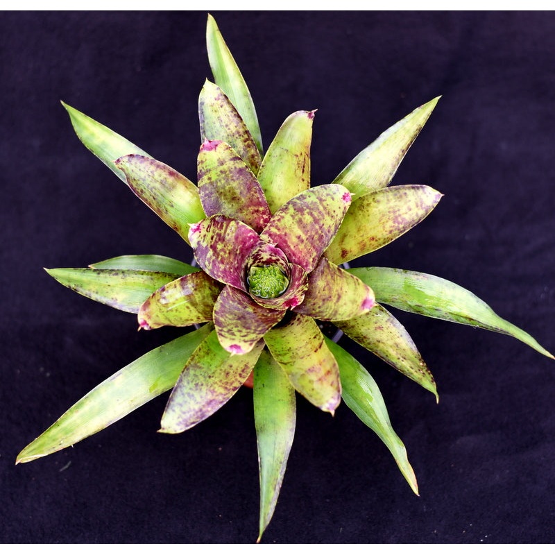 Neoregelia ‘Blueberry Smoothie’