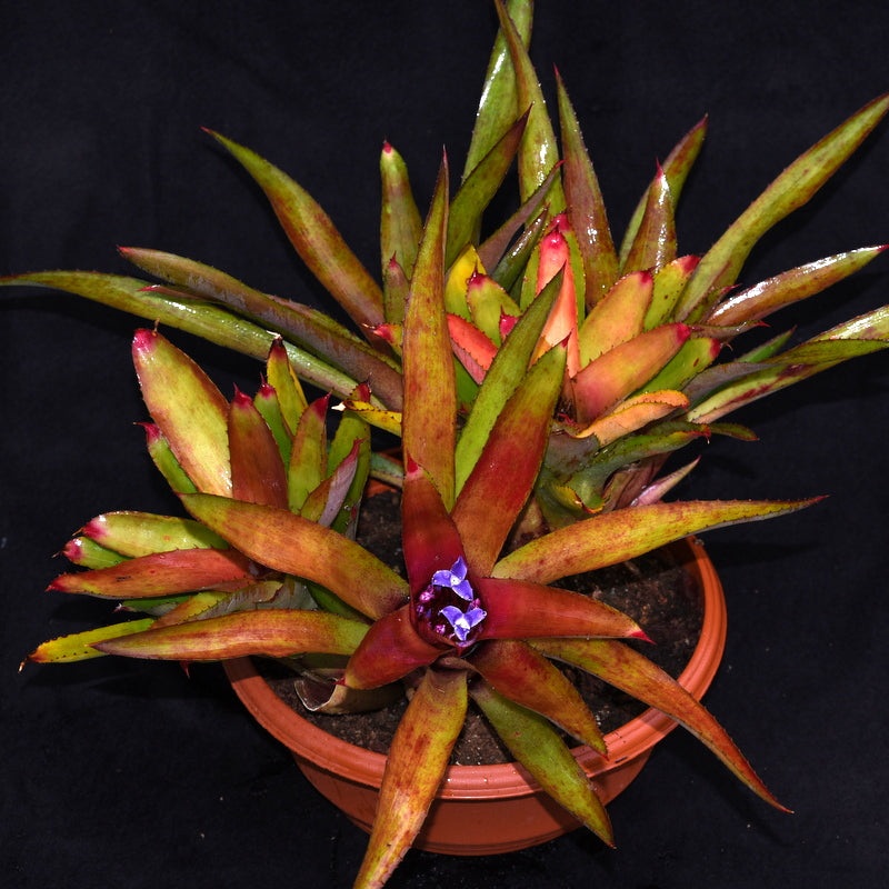 Neoregelia ‘Blushing Tiger’ x cyanea