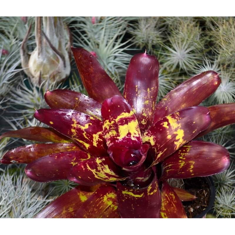 Neoregelia ‘Cosmic Dream’