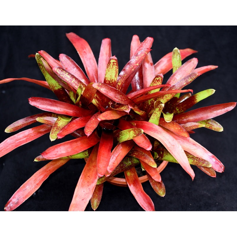 Neoregelia ‘Green Apple’ x ‘Fireball’