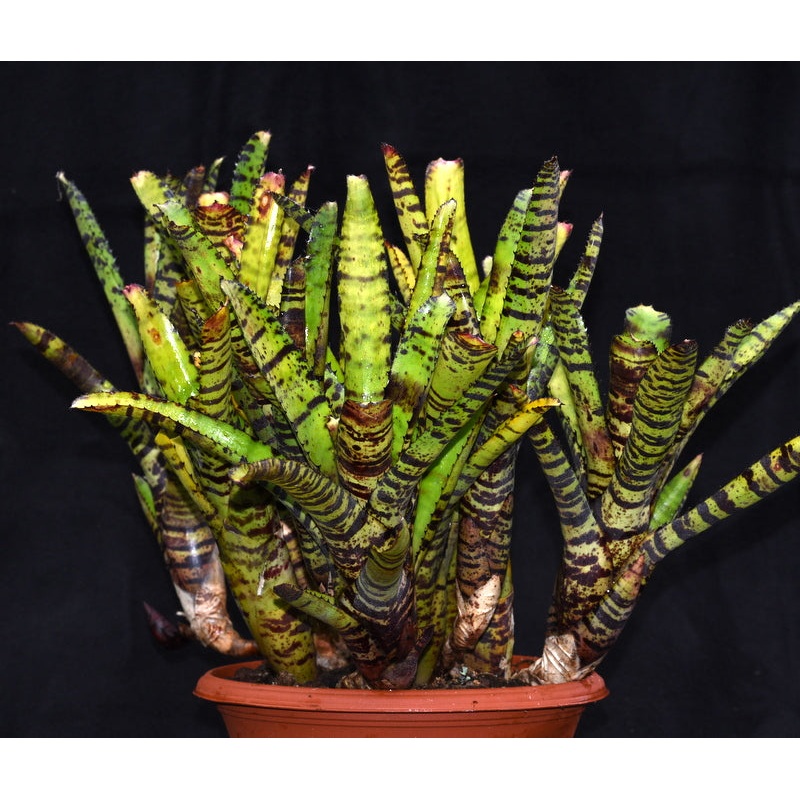 Neoregelia ‘Hannibal Lecter’ F2