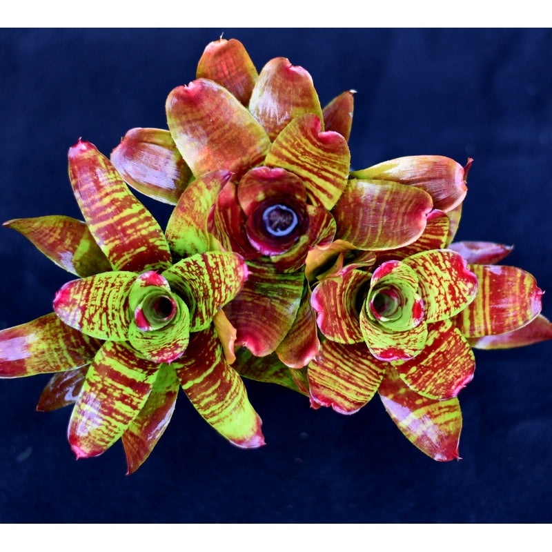 Neoregelia ‘Maestra Vida’