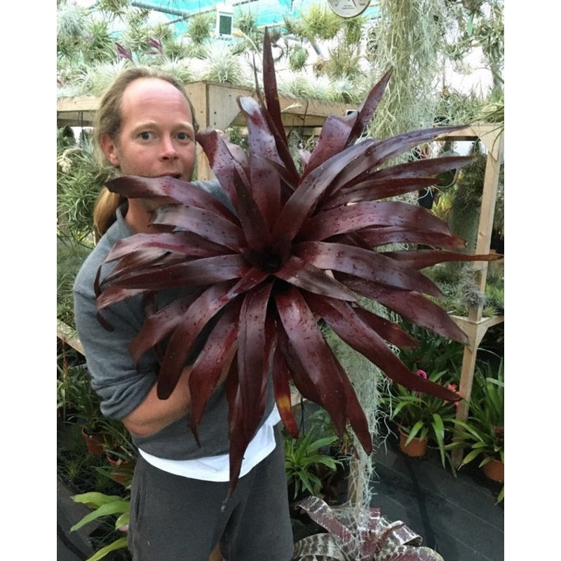 Neoregelia No ID. Giant Red