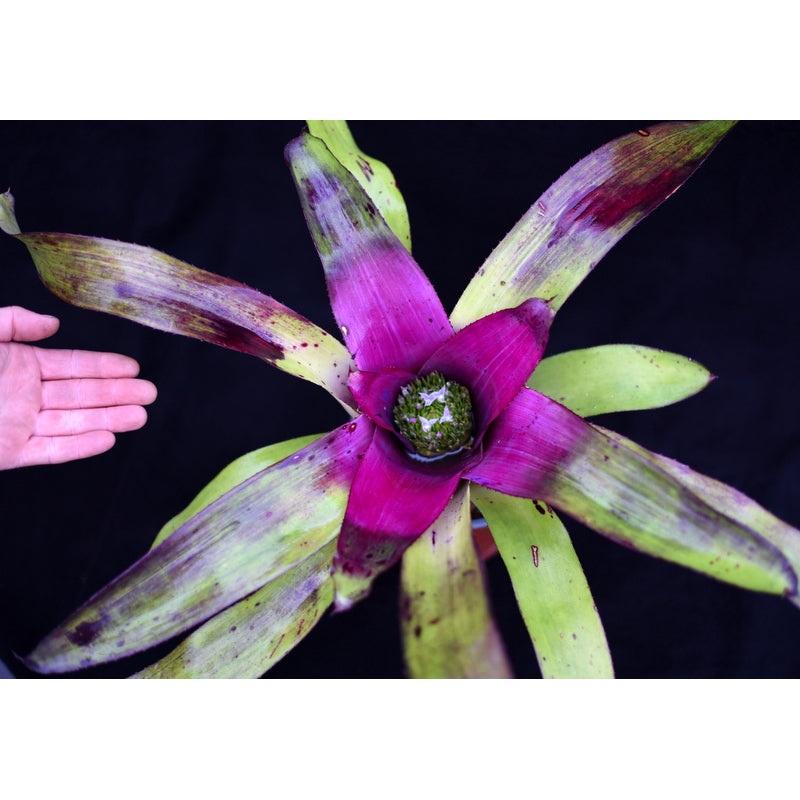 Neoregelia ‘Patricia’