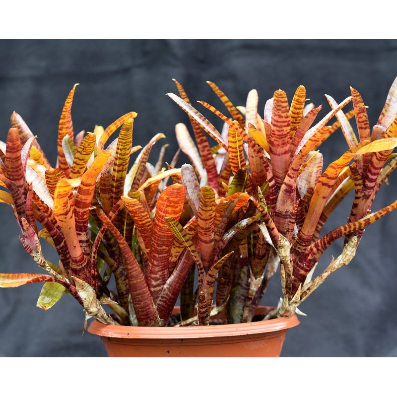 Neoregelia ‘Popoki’ dark form