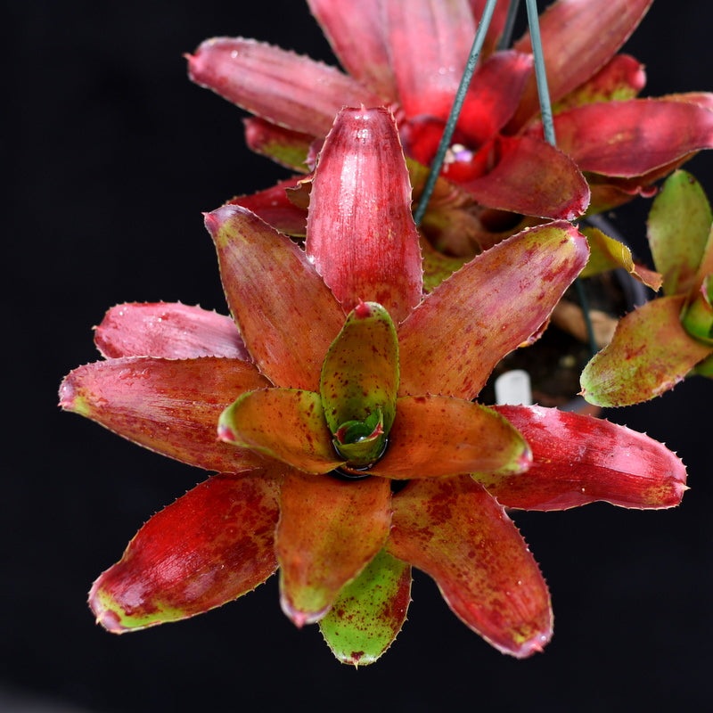 Neoregelia ‘Red Eye’