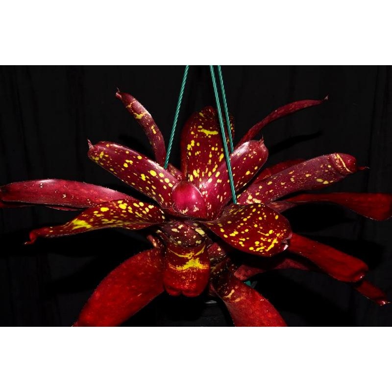 Neoregelia ‘Spot On’ Dark form