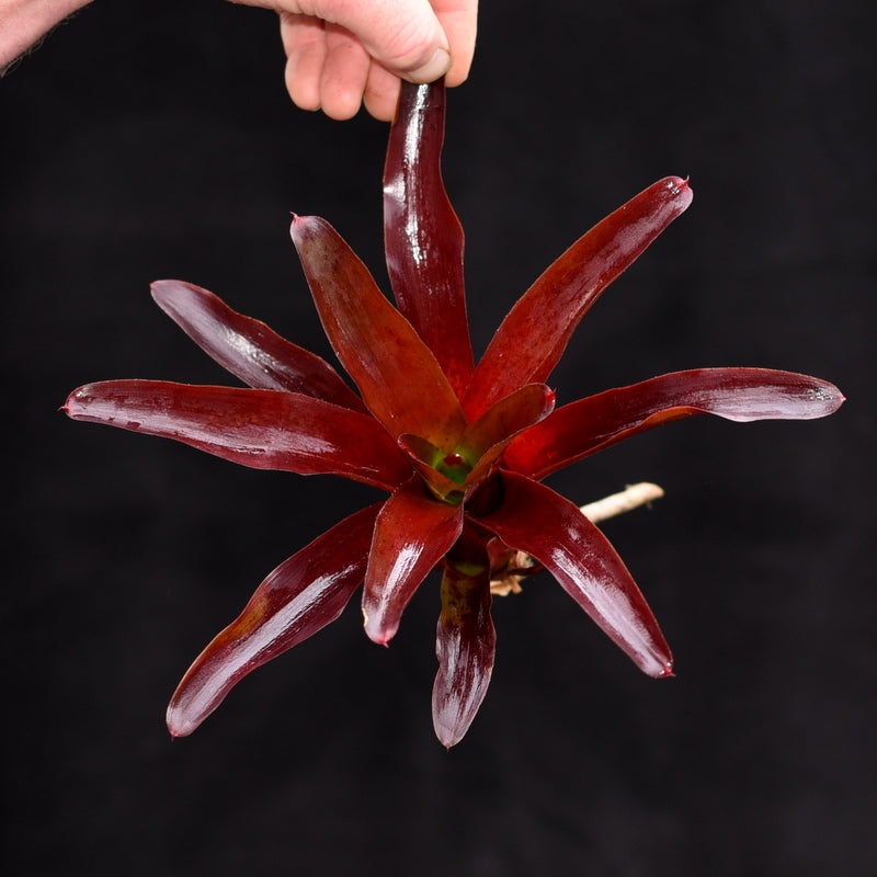Neoregelia ‘Sunball’