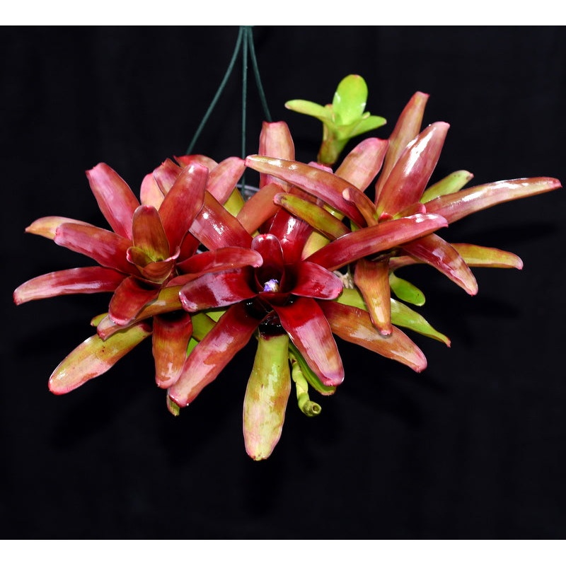 Neoregelia ‘Superball’