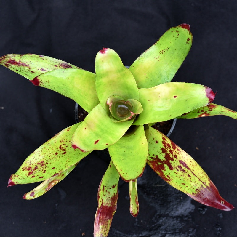 Neoregelia ‘Tossed Salad’