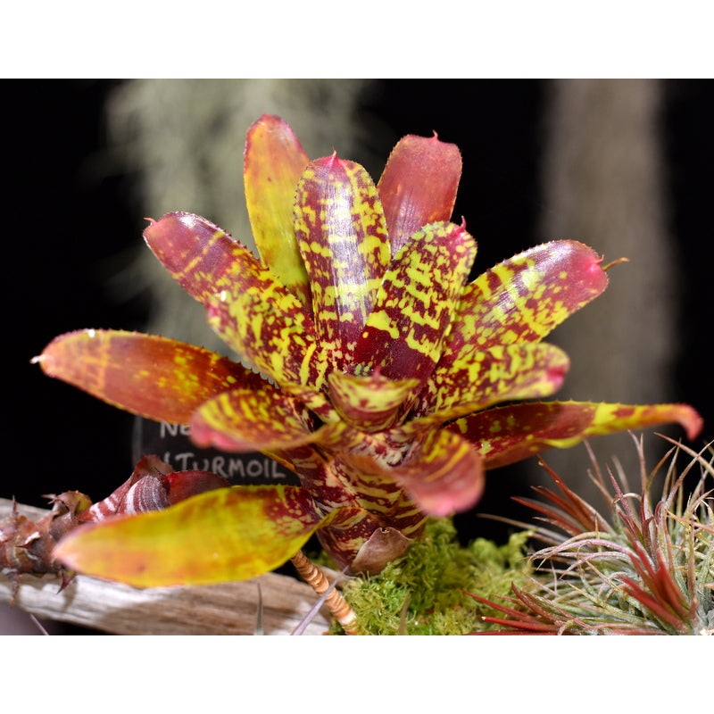 Neoregelia ‘Turmoil’