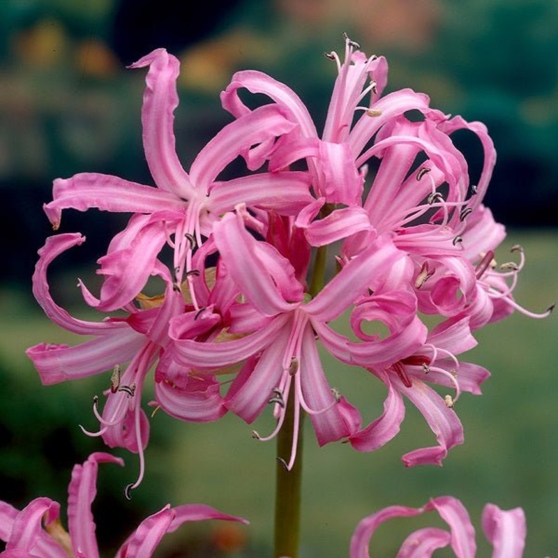 Nerine Lily (Pink) – Bulbs (set of 5)