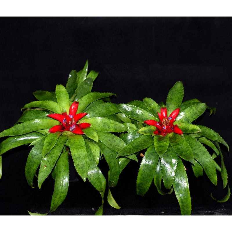 Nidularium fulgens