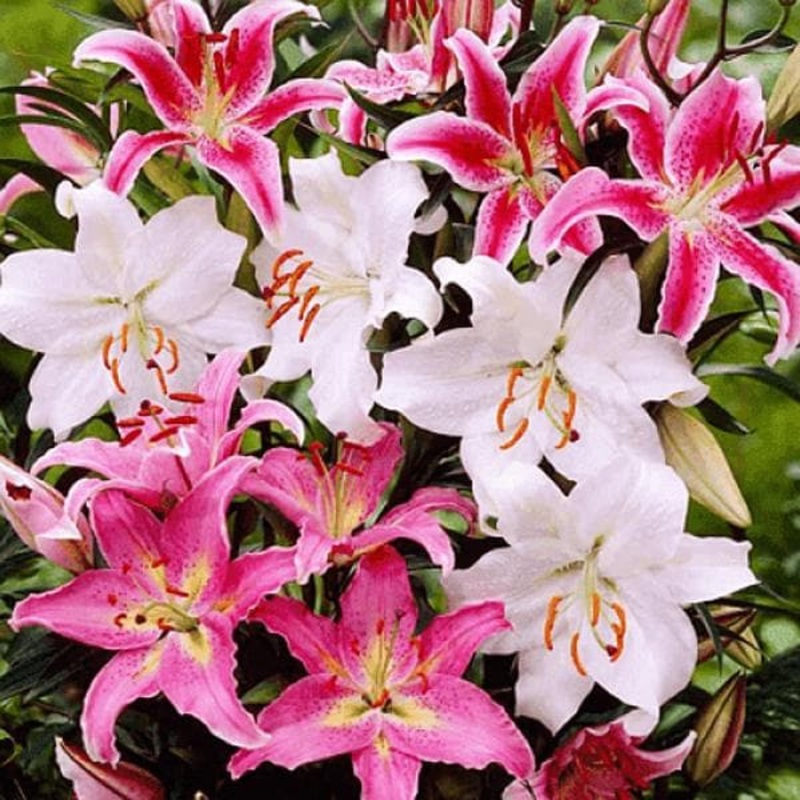 Oriental Lilies (Mix Color) – Bulbs (set of 5)
