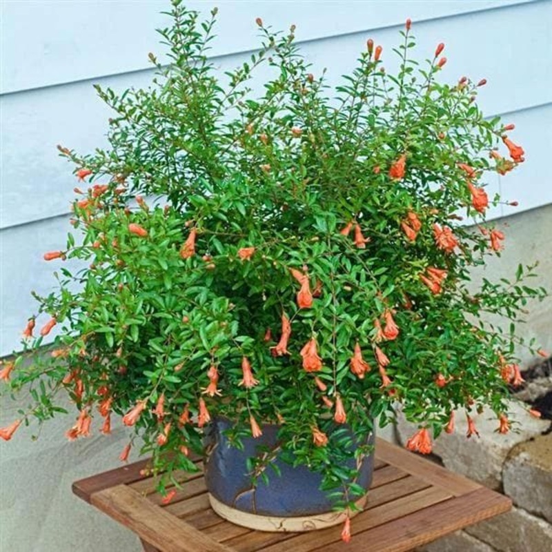 Ornamental Pomegranate – Plant